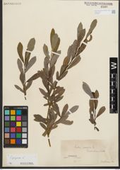 Foto von Salix purpurea L.
